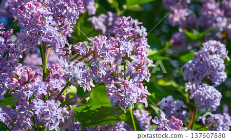 Spring colors. Cute branches of purple pink lilac Spring colors. Cute branches of purple pink lilac 137607880