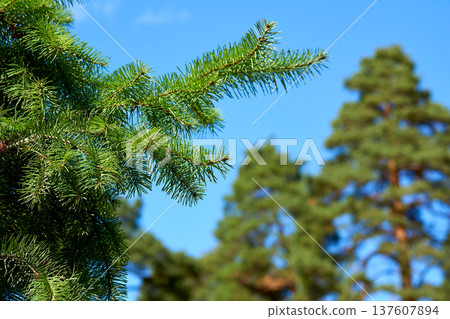 Green saturated spruce branch with blooming needles Green saturated spruce branch with blooming needles 137607894
