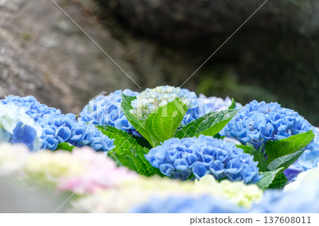 Blue hydrangea flowers blooming as fresh as after the rain Blue hydrangea flowers blooming as fresh as after the rain 137608011