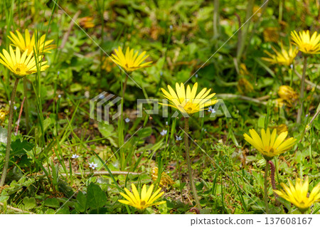 春日田野裡盛開著黃色的花朵，綠意盎然，景色宜人。 137608167