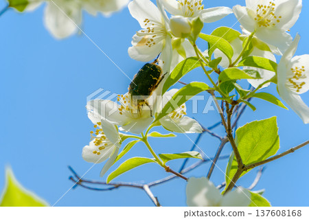 White flowers and flower beetles thriving against the blue sky of early summer White flowers and flower beetles thriving against the blue sky of early summer 137608168