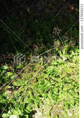Red fruits of creeping zinnia growing in clusters in the grass in October Red fruits of creeping zinnia growing in clusters in the grass in October 137608231