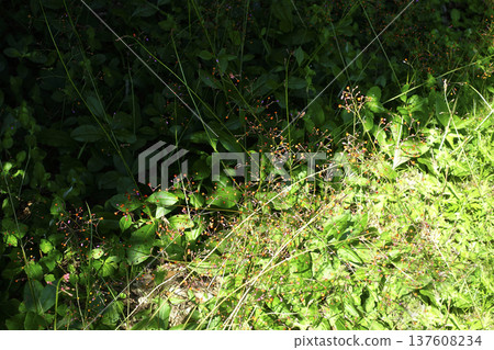 Red fruits of creeping zinnia growing in clusters in the grass in October Red fruits of creeping zinnia growing in clusters in the grass in October 137608234