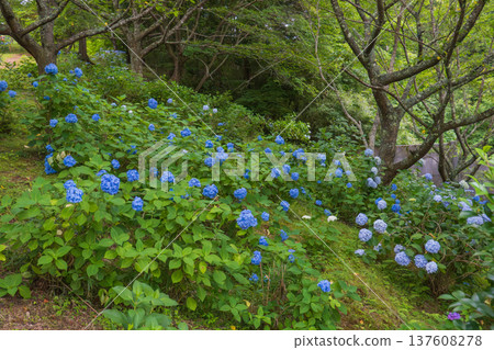 A landscape of vibrant blue hydrangeas growing in clusters on a slope A landscape of vibrant blue hydrangeas growing in clusters on a slope 137608278