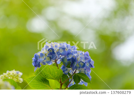 A close-up of blue hydrangeas in bright light A close-up of blue hydrangeas in bright light 137608279