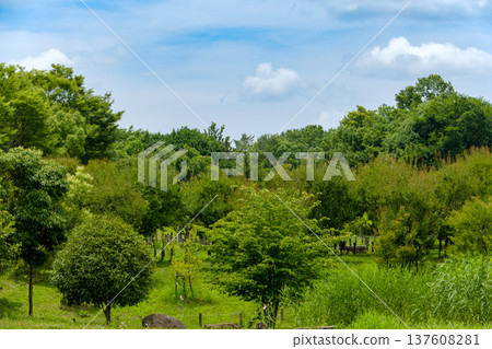 藍天下,綠樹成蔭的公園景色 藍天下,綠樹成蔭的公園景色 137608281