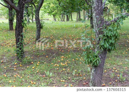 Ripe plums decorating the ground of the orchard 137608315