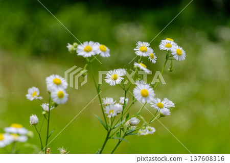 Pretty white wild chrysanthemums blooming in the fields 137608316