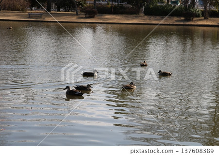 早春時節，寧靜的公園有水鳥棲息。 137608389