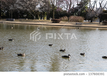 A peaceful park with waterfowl on an early spring day A peaceful park with waterfowl on an early spring day 137608391