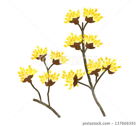 山茱萸在早春開出可愛的小黃花 137608393