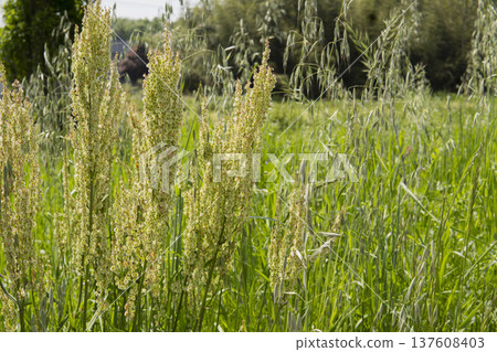 特寫鏡頭：生長在燕麥叢中的酸模果實 / 敦島市，五月 137608403
