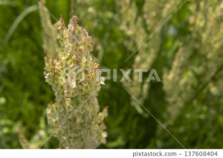 Close-up of sorrel fruit on the left / Tsurugashima City, May 137608404
