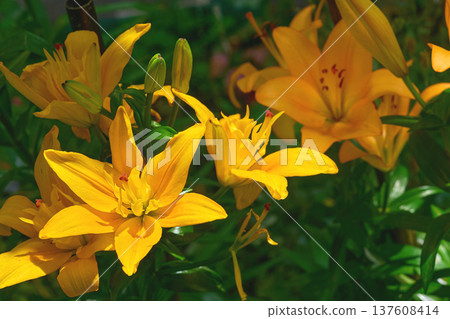 Spring summer mood.Yellow Middendorf Daylily,fresh greenery in garden Spring summer mood.Yellow Middendorf Daylily,fresh greenery in garden 137608414