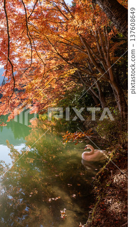 Autumn leaves and swans 137608649