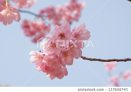 Close-up of Yokozakura (Yokou Sakura) flowers against a blue sky background Spring cherry blossoms Close-up of Yokozakura (Yokou Sakura) flowers against a blue sky background Spring cherry blossoms 137608745