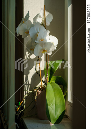 Blooming white orchid Phalaenopsis in pot on window sill with dramatic sunlight and shadows. Elegant indoor plant and minimal home decor scene. Blooming white orchid Phalaenopsis in pot on window sill with dramatic sunlight and shadows. Elegant indoor plant and minimal home decor scene. 137608923