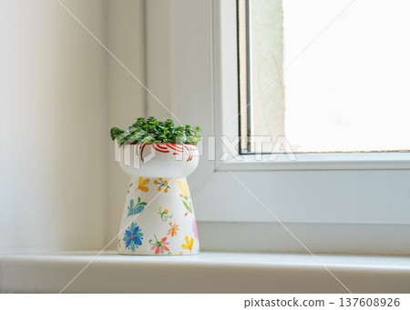 Houseplant Crassula ovata succulent in colorful ceramic pot on bright window sill. Minimal home interior, indoor gardening, natural lifestyle concept 137608926
