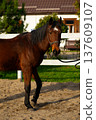 Brown horse with black mane stands on sandy ground, wearing a halter, in a fenced area with green grass and a building in the background 137609107