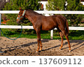 Brown horse standing on sandy ground in a paddock with green grass and trees in the background, wearing a halter and tied with a lead rope 137609112