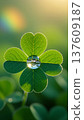 Green four-leaf clover with a water droplet reflecting a landscape, illuminated by soft sunlight, against a blurred background with a hint of rainbow colors 137609187