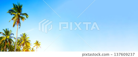 Palm trees banner background, space for text. Summer travel background. Sunny day palm trees.  137609237