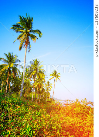 Palm trees grow along beach in bright sunlight day at tropical location by sea. Tall palm trees Palm trees grow along beach in bright sunlight day at tropical location by sea. Tall palm trees 137609238