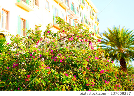 Shrubs of ornamental plant of Bougainvillea on facade building background. Shrubs of ornamental plant of Bougainvillea on facade building background. 137609257
