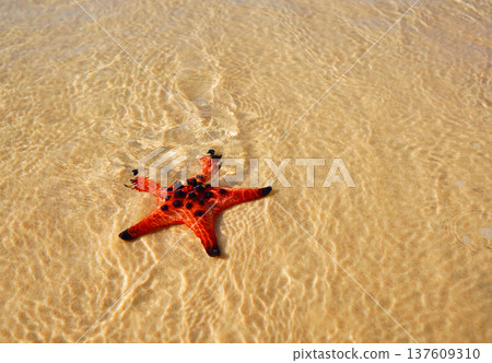 Starfish on sandy beach in shallow sea. Bright starfish rests in sea water on beach. Red starfish Starfish on sandy beach in shallow sea. Bright starfish rests in sea water on beach. Red starfish 137609310