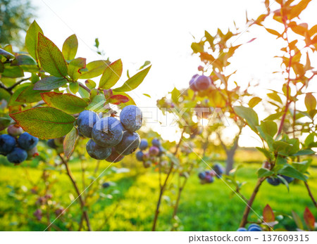 Blueberry bush on bright sunny background. Blueberries ripening on farm. Blueberries 137609315