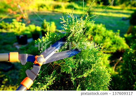 Cutting branches on Arborvitae use Garden Shears. Trimming Ornamental thuja in garden. Cutting branches on Arborvitae use Garden Shears. Trimming Ornamental thuja in garden. 137609317