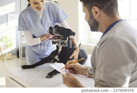 Veterinarian team examining happy dog during checkup in bright pet clinic 137609359