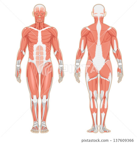 全身肌肉前後部 全身肌肉前後部 137609366