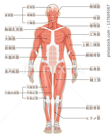 全身肌肉前後部 137609367