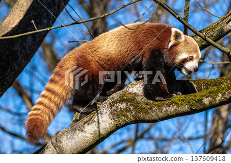 The red panda, Ailurus fulgens, also called the lesser panda. The red panda, Ailurus fulgens, also called the lesser panda. 137609418