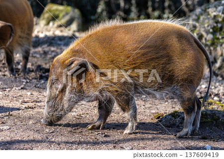 Red river hog, Potamochoerus porcus, also known as the bush pig. Red river hog, Potamochoerus porcus, also known as the bush pig. 137609419