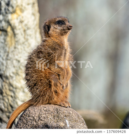 Meerkat, Suricata suricatta sitting on a stone and looking into the distance Meerkat, Suricata suricatta sitting on a stone and looking into the distance 137609426
