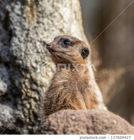 Meerkat, Suricata suricatta sitting on a stone and looking into the distance Meerkat, Suricata suricatta sitting on a stone and looking into the distance 137609427