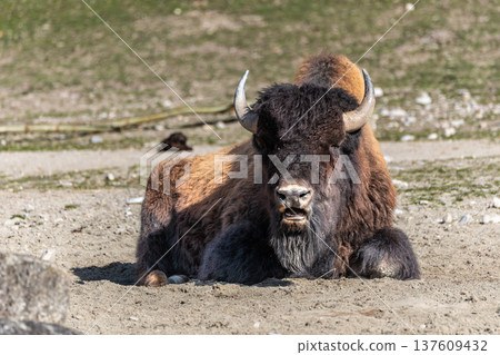 American buffalo known as bison, Bos bison in a german park 137609432