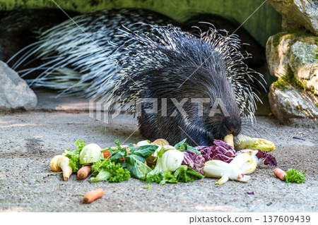 Indian crested Porcupine, Hystrix indica in a german nature park 137609439