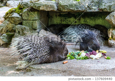 Indian crested Porcupine, Hystrix indica in a german nature park 137609440
