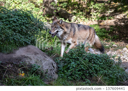 European Grey Wolf, Canis lupus in a german park European Grey Wolf, Canis lupus in a german park 137609441