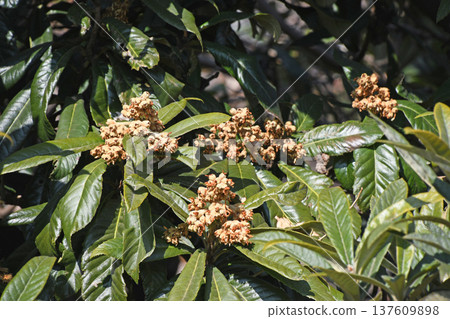 枇杷樹 枇杷樹 137609898