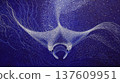 Manta ray swims through dark waters 137609951