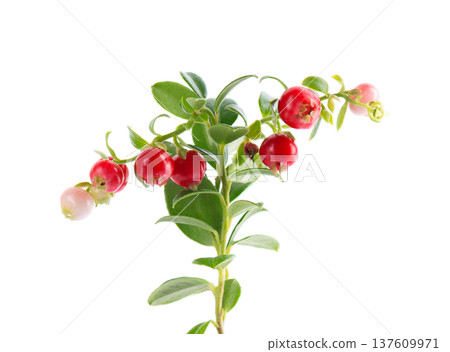 Fresh cowberry berries with leaves, isolated on white background. Ripe cranberry, cowberry, lingonberry. Clipping path. 137609971