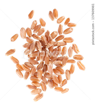 Organic peeled spelt grains isolated on white background. Triticum spelta or dark wheat. Clipping path. Top view. Organic peeled spelt grains isolated on white background. Triticum spelta or dark wheat. Clipping path. Top view. 137609981