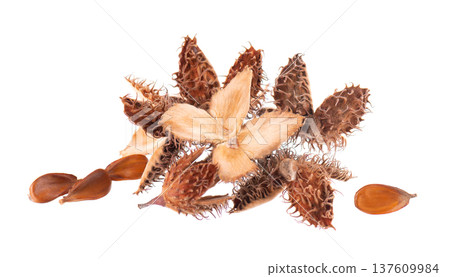 Beechnuts seeds isolated on white background. European beech nuts or Fagus sylvatica. Clipping path. Beechnuts seeds isolated on white background. European beech nuts or Fagus sylvatica. Clipping path. 137609984