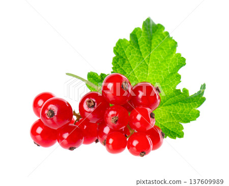 Red currant isolated on white background. Redcurrant or Ribes rubrum ripe berries with green leaves. Red currant isolated on white background. Redcurrant or Ribes rubrum ripe berries with green leaves. 137609989