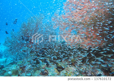 A flock of golden-spotted fish swarming on a coral reef - Underwater photo A flock of golden-spotted fish swarming on a coral reef - Underwater photo 137610172