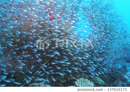Underwater photo of a large group of coral reefs on Zamami Island 137610173